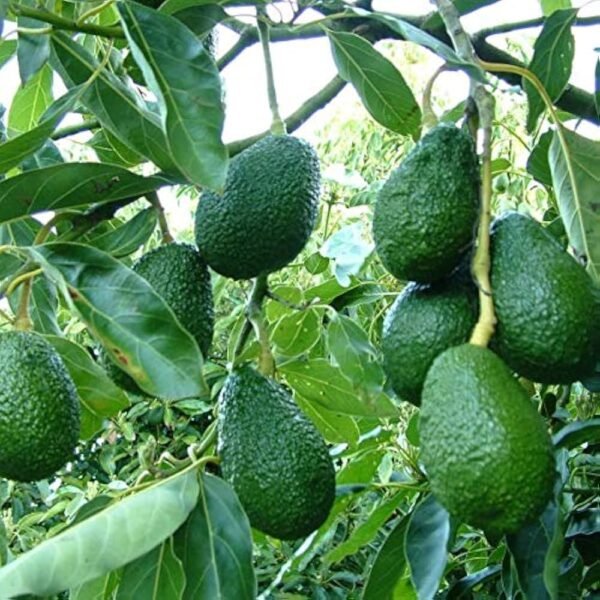 Avocado Butter Fruit Healthy Plant