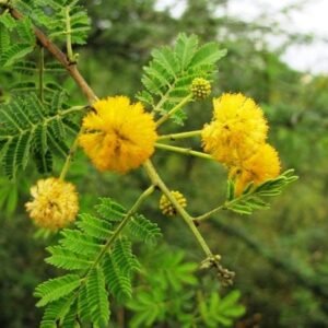 Babool/kikar/Baval/Thumma/Babli Herbal Live Plant - Image 2