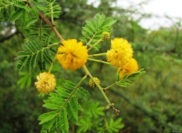 Babool/kikar/Baval/Thumma/Babli Herbal Live Plant