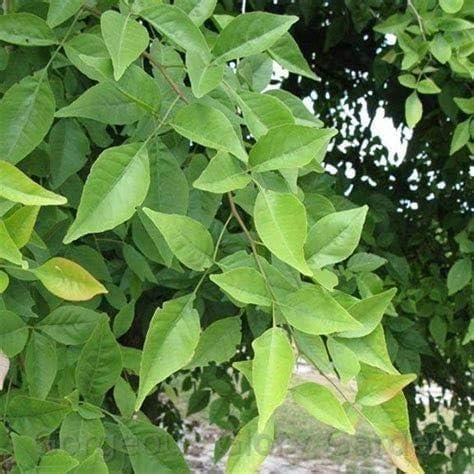 Green Fresh Cut Bael/Bilva plant Leaves - Image 2