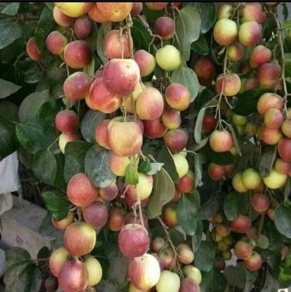 Apple Ber/Bal Sundari Healthy Plant