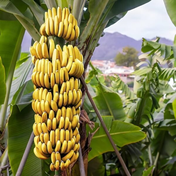 Grand Nine G9 Banana Plant