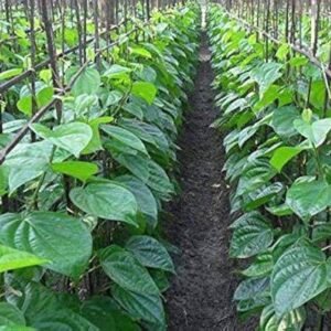 Banarasi Betel Leaf Healthy Plant - Image 2