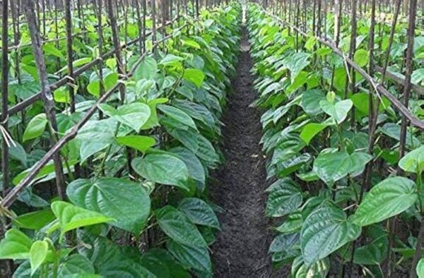 Banarasi Betel Leaf Healthy Plant