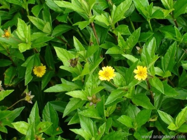 Green Bhangra/Kesuri/Bhringaraj Cut Fresh Leaves
