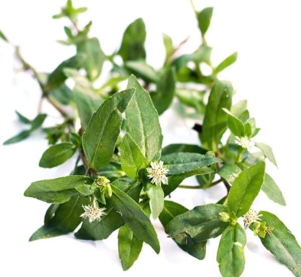 Green Bhangra/Kesuri/Bhringaraj Cut Fresh Leaves