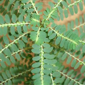 Bhui Amla /Stone Breaker Herbal Live Plant - Image 2