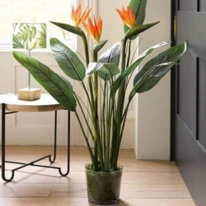 Bird Of Paradise Exotic Flower Healthy PLant - Image 2