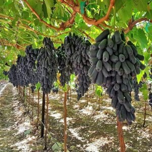 Black Grape Healthy Plant - Image 2