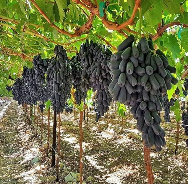 Black Grape Healthy Plant