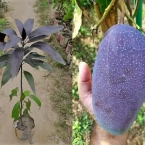 Black kasturi Healthy Mango Plant - Image 2