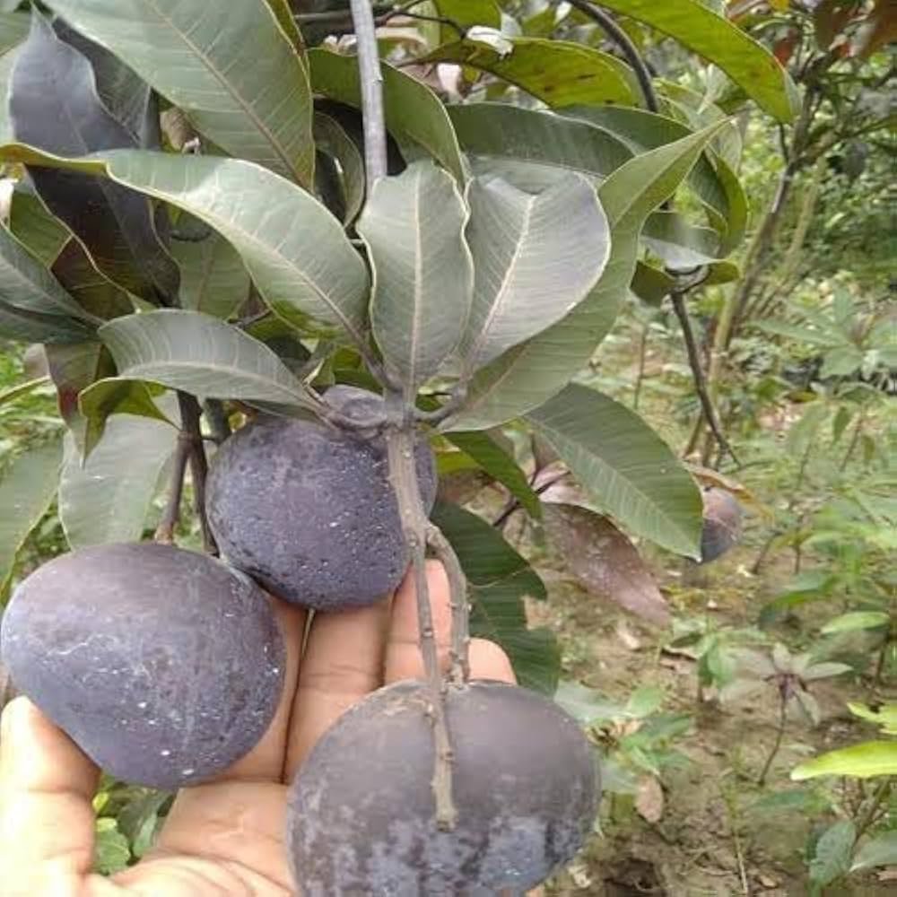 Black kasturi Healthy Mango Plant