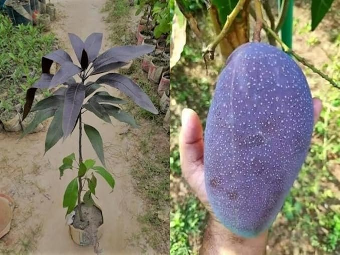 Black kasturi Healthy Mango Plant - Image 2