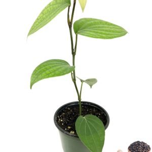 Black Pepper spicy Bush Herbal Plant - Image 3