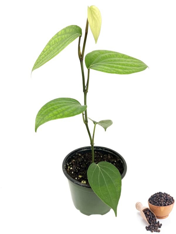 Black Pepper spicy Bush Herbal Plant