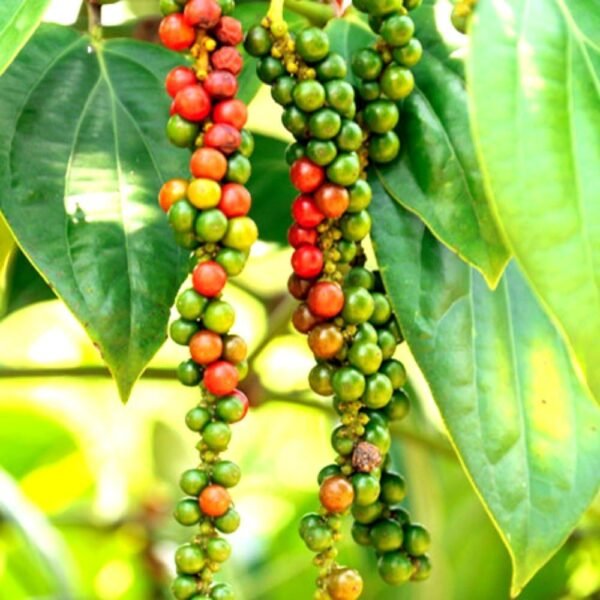 Black Pepper spicy Bush Herbal Plant