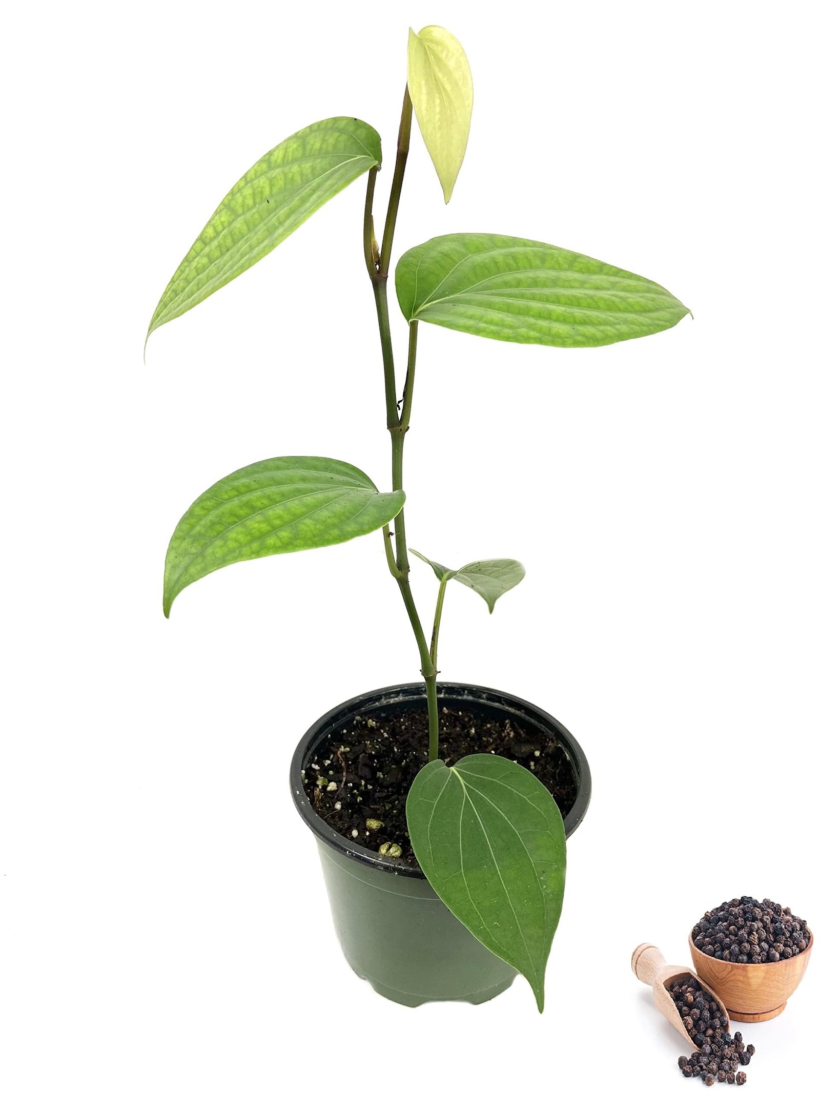Black Pepper spicy Bush Herbal Plant - Image 3