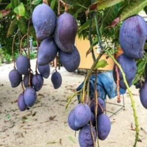 Blue Thai Mango Healthy Plant - Image 2