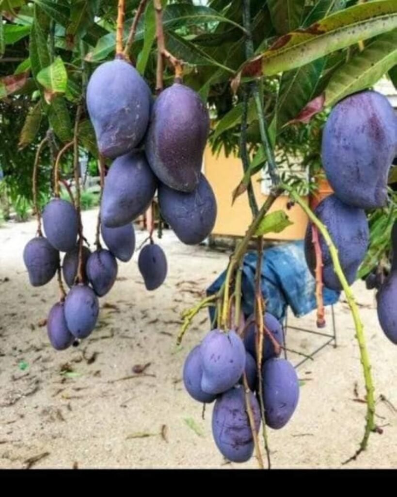 Blue Thai Mango Healthy Plant