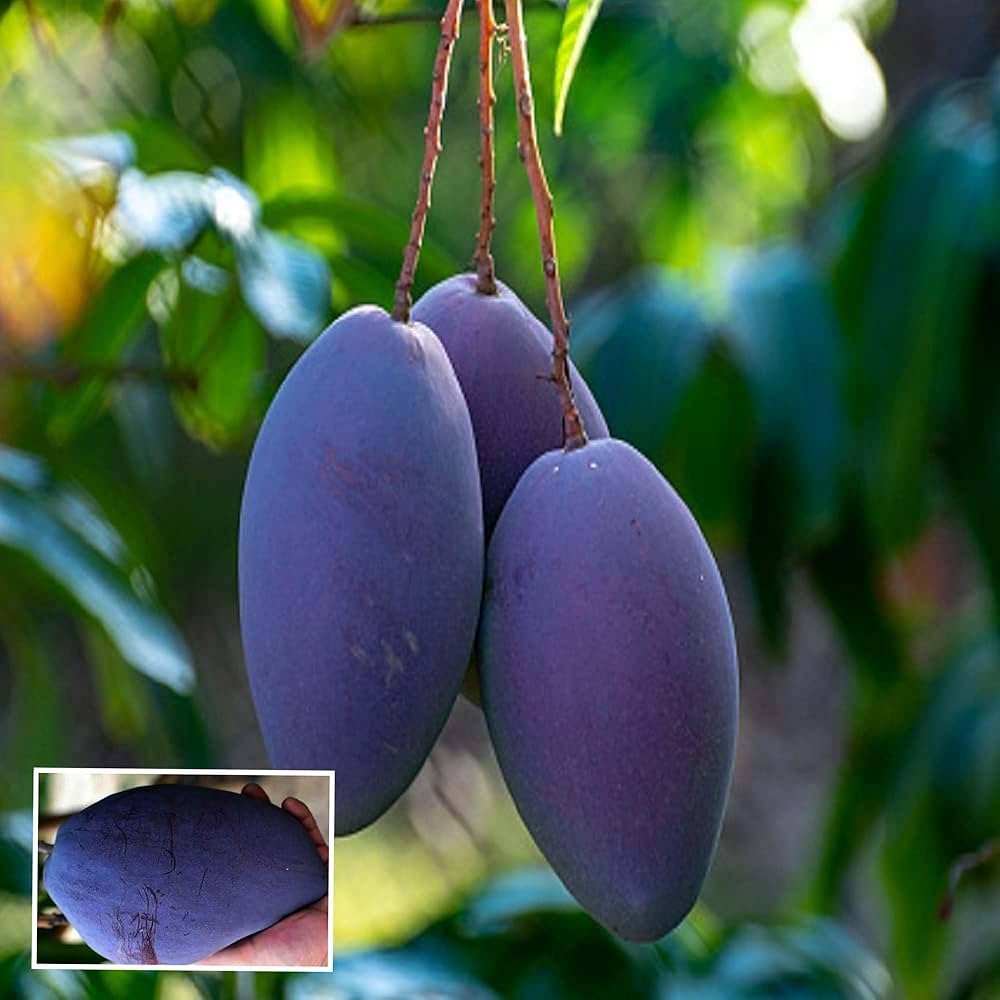 Blue Thai Mango Healthy Plant