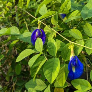 Butterfly Pea/Shankhpushpi/Aprajita Flower Live Healthy Plant - Image 3