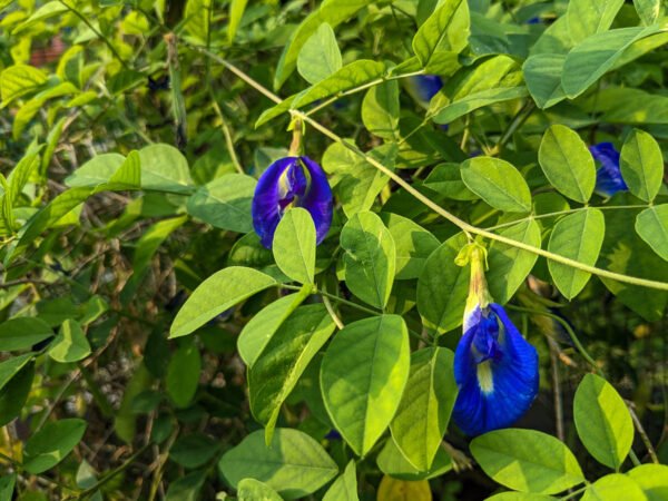 Butterfly Pea/Shankhpushpi/Aprajita Flower Live Healthy Plant