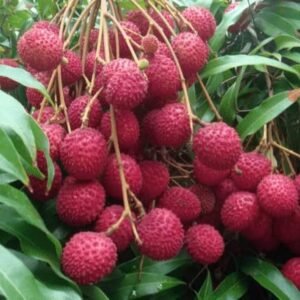 Sweet Hybrid Bombai Litchi Healthy Plant