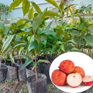 Sweet Hybrid Bombai Litchi Healthy Plant - Image 2