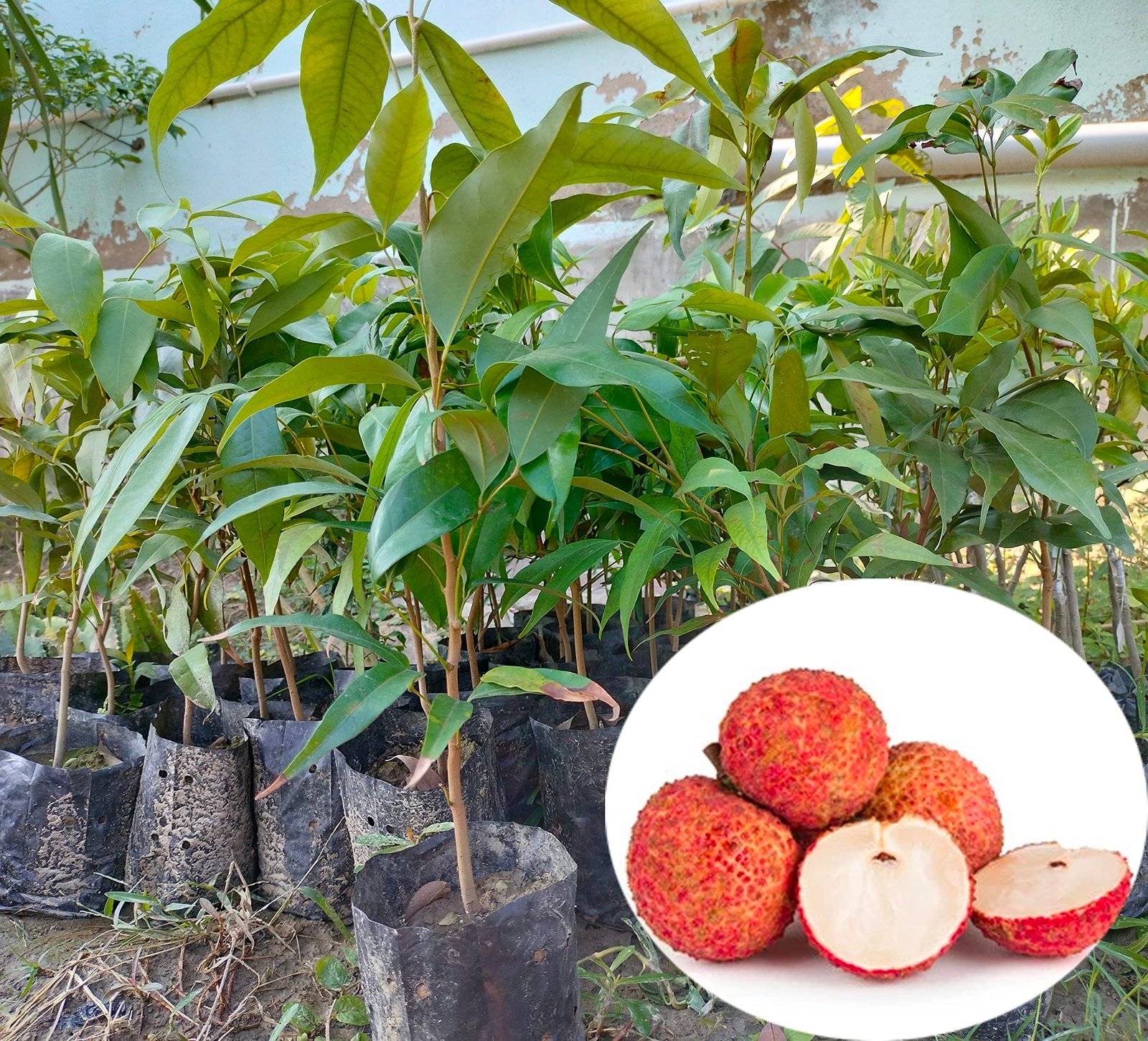 Sweet Hybrid Bombai Litchi Healthy Plant - Image 2