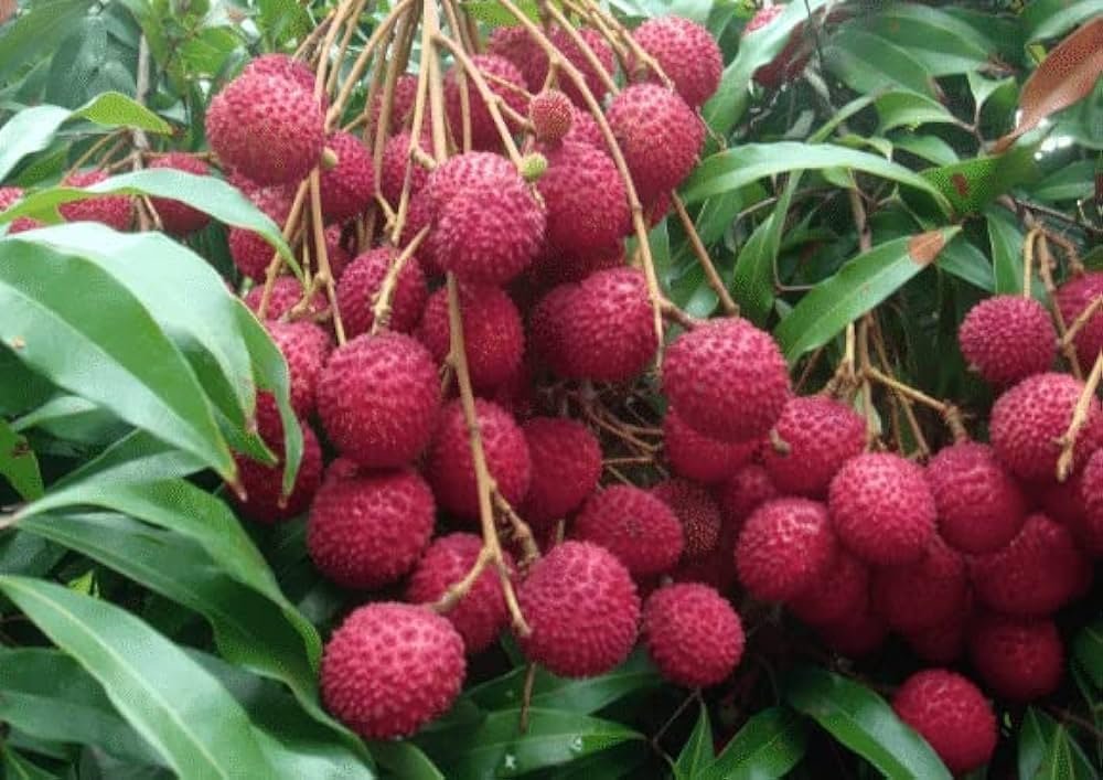 Sweet Hybrid Bombai Litchi Healthy Plant