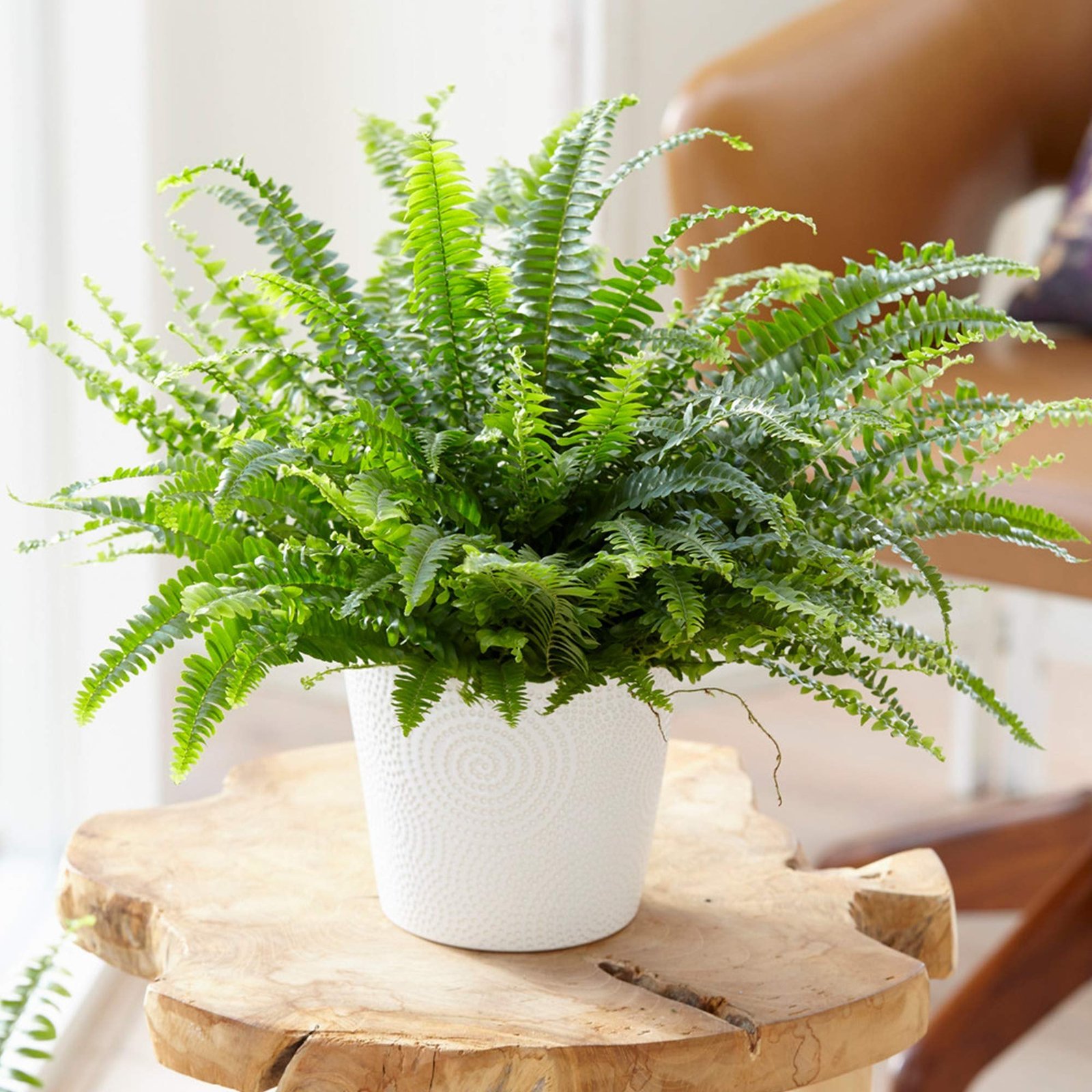 Boston Fern Green Plant - Image 2