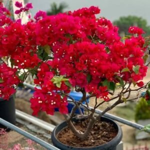 Bougainvillea Flower Healthy Plant - Image 3
