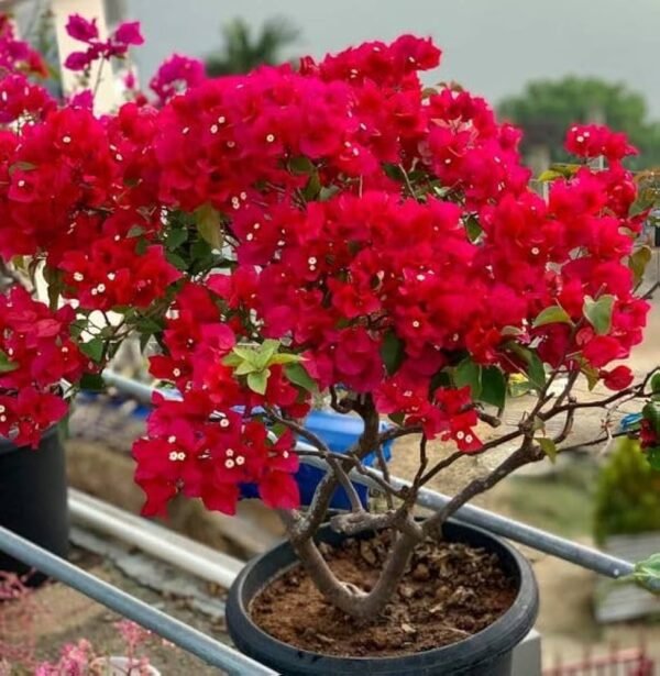 Bougainvillea Flower Healthy Plant