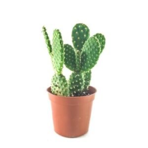 Bunny Ear Cactus Rooted Live Plant - Image 2