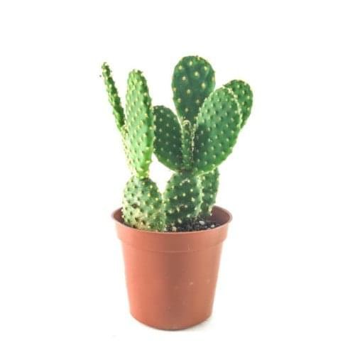Bunny Ear Cactus Rooted Live Plant