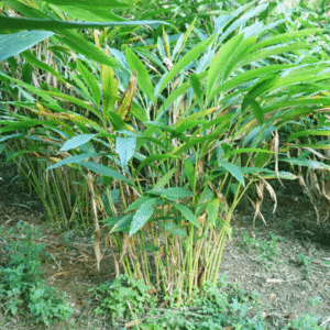 Choti Elaichi/Cardomom Live Plant Sapling - Image 2