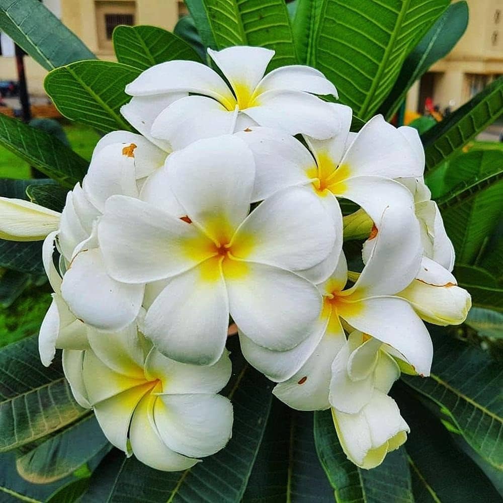 Plumeria Champa Flower Healthy Plant - Image 3