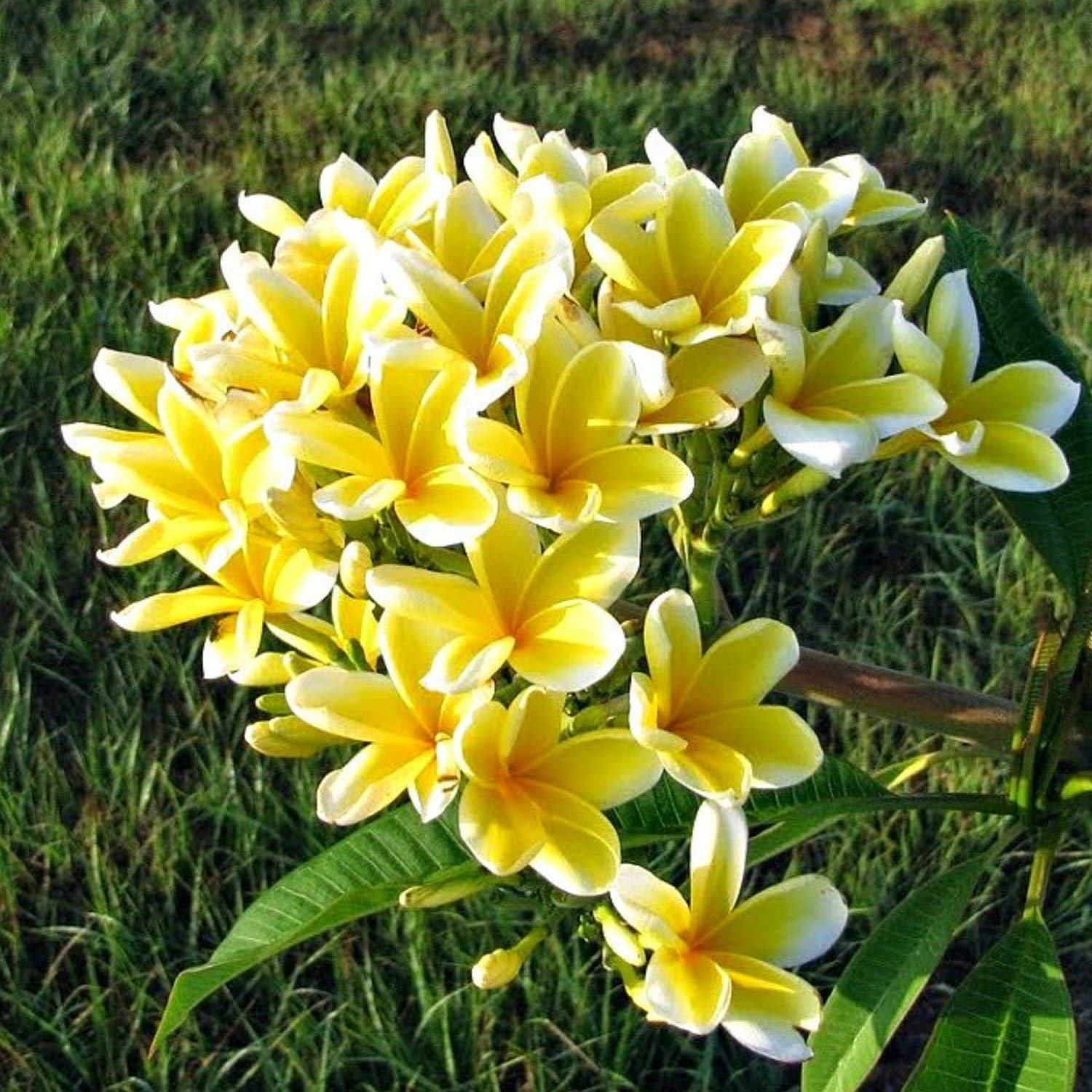 Plumeria Champa Flower Healthy Plant - Image 2