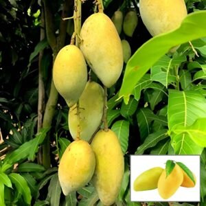 Sweet Chaunsa/Chausa Mango Plant