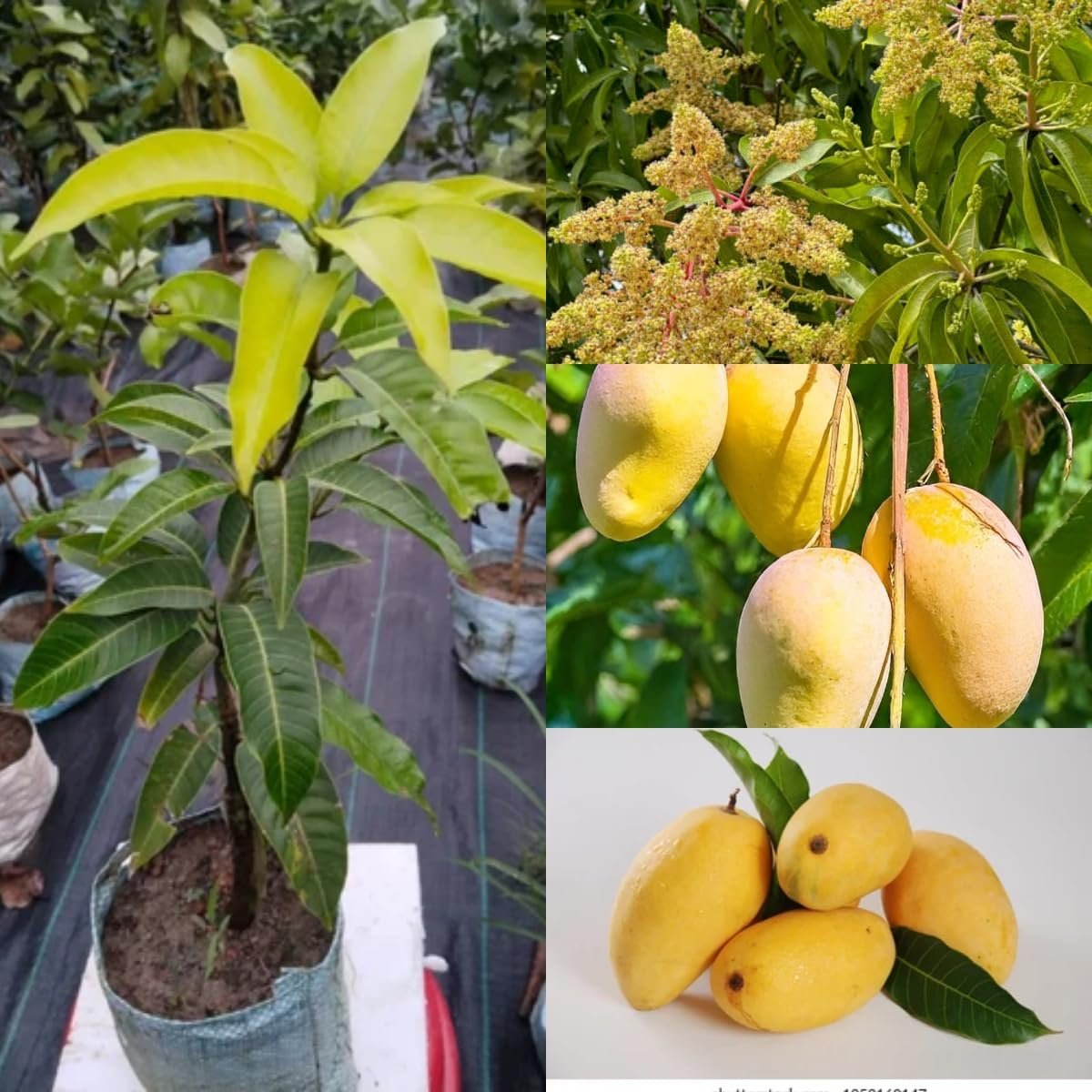 Sweet Chaunsa/Chausa Mango Plant - Image 2