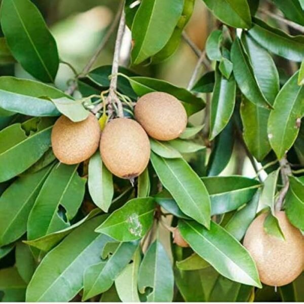 Sapota/Chiku healthy Plant