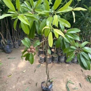 Sapota/Chiku healthy Plant - Image 2