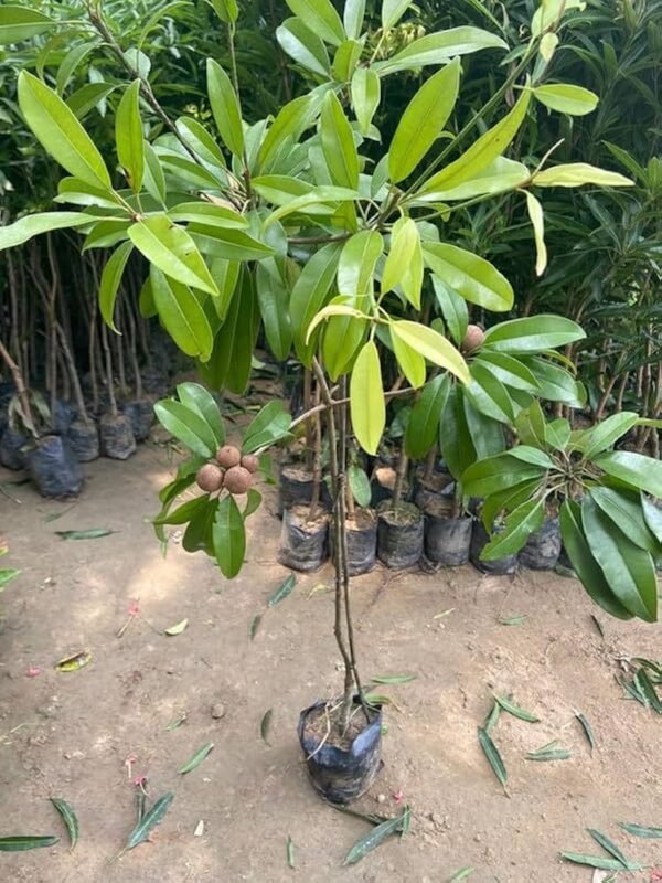 Sapota/Chiku healthy Plant
