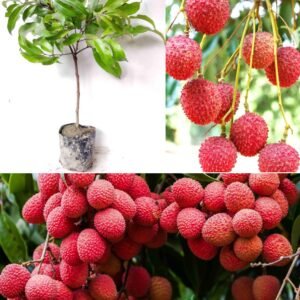 Sweet China-3 Litchi Hybrid Plant - Image 2