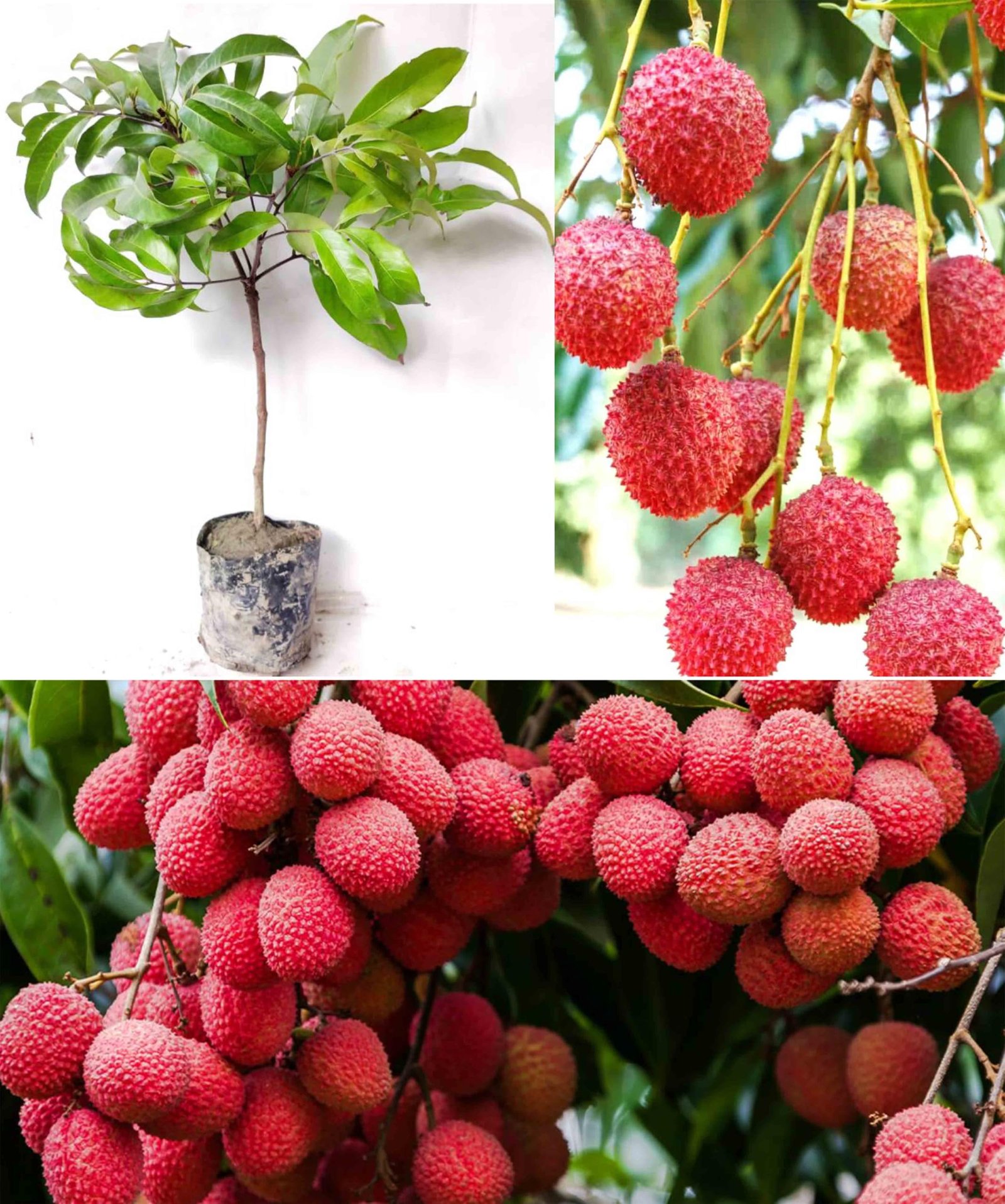 Sweet China-3 Litchi Hybrid Plant - Image 2