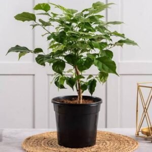 China Doll Live Healthy Plant - Image 3