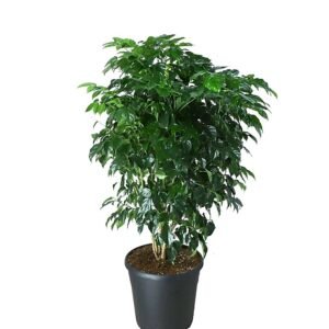 China Doll Live Healthy Plant