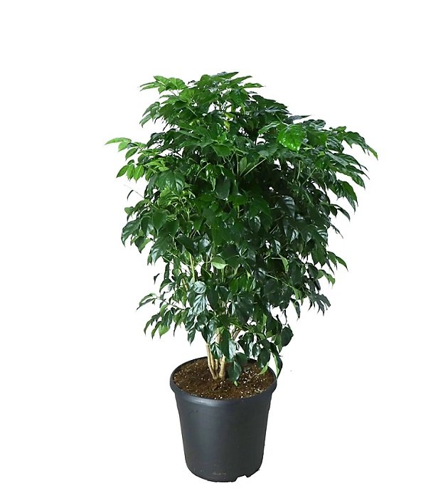 China Doll Live Healthy Plant