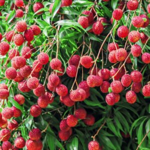 Sweet China-3 Litchi Hybrid Plant