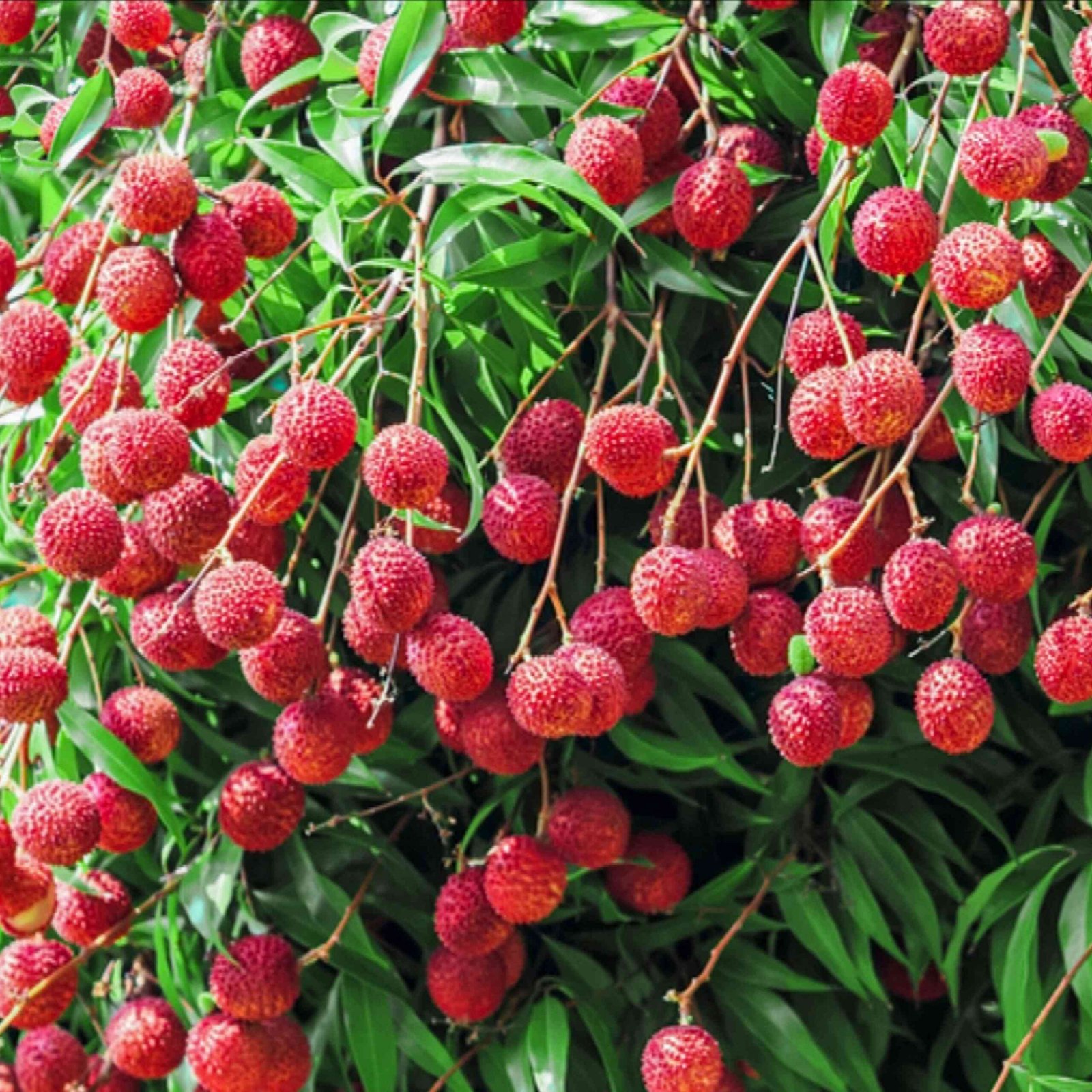 Sweet China-3 Litchi Hybrid Plant
